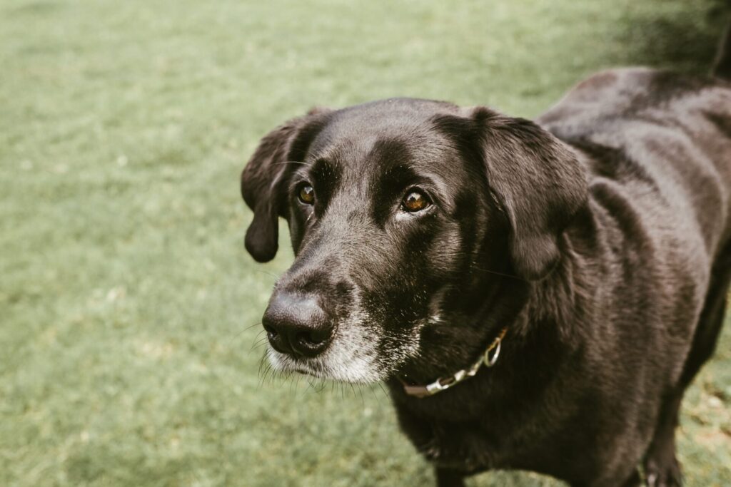 Aging black dog with a white muzzle looking up at camera