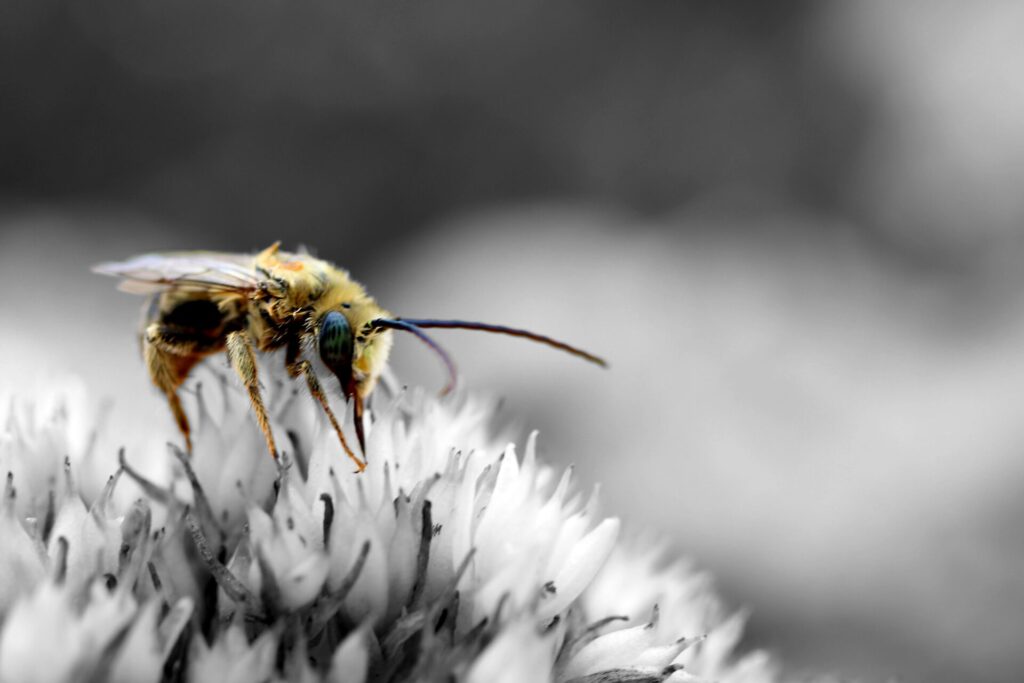 Closeup image of a bee sitting on a flower