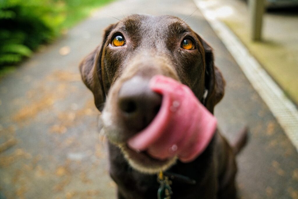 Extreme closeup image of brown dog's face licking his lips