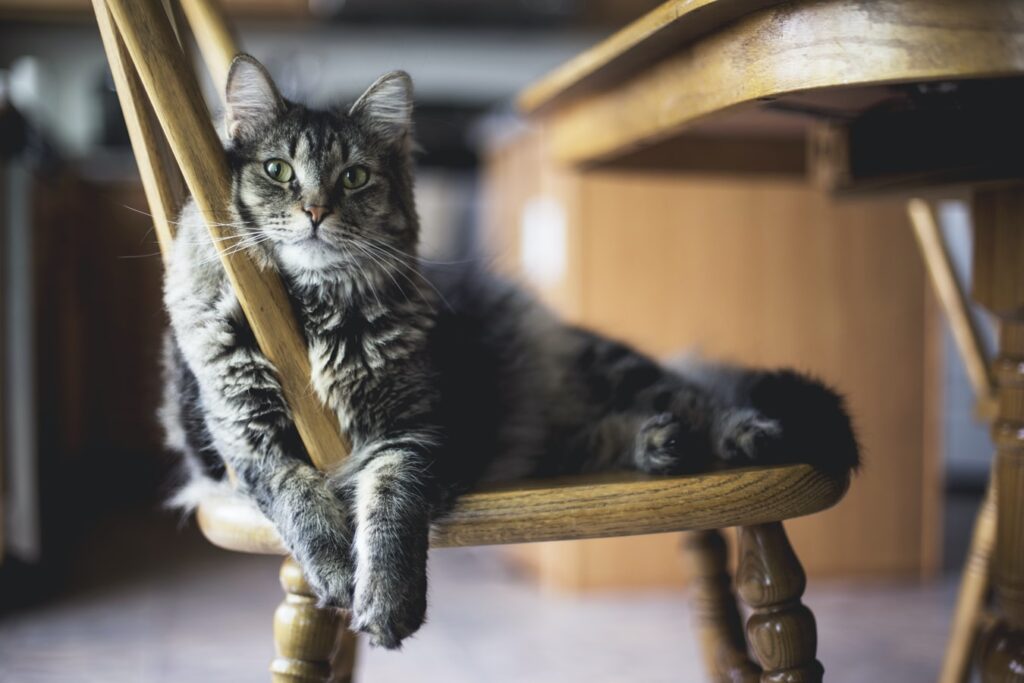 Large Main Coon cat lounging on a dining room chair