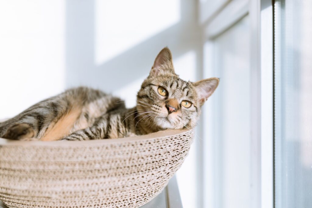 Gray and white tabby cat resting in a cardboard basket near a window