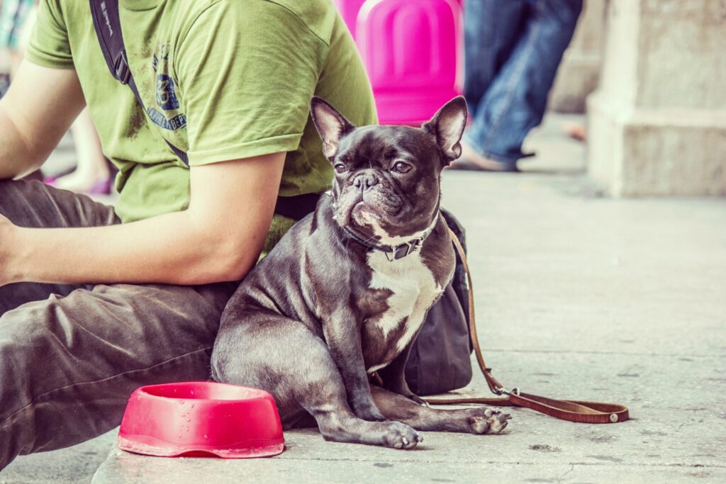 Black French Bulldog sitting with his owner next to a red bowl of water on a hot day