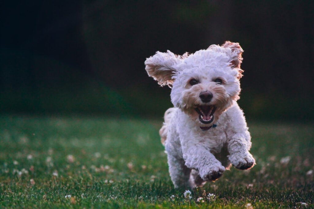 Small white dog bounding through a field of freshly cut grass