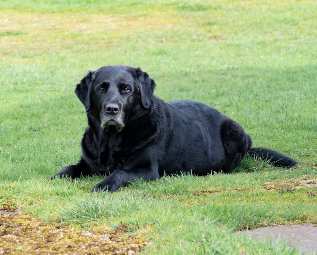 Senior black Labrador dog laying in the grass relaxing