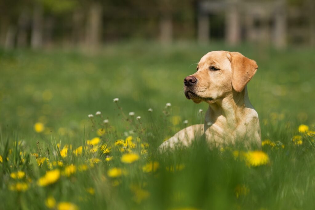 Yellow Labrador dog sitting in a field of grass with yellow flowers