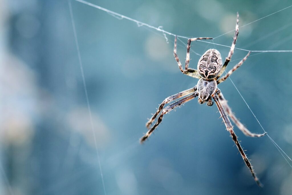 Large closeup image of a spider spinning a web