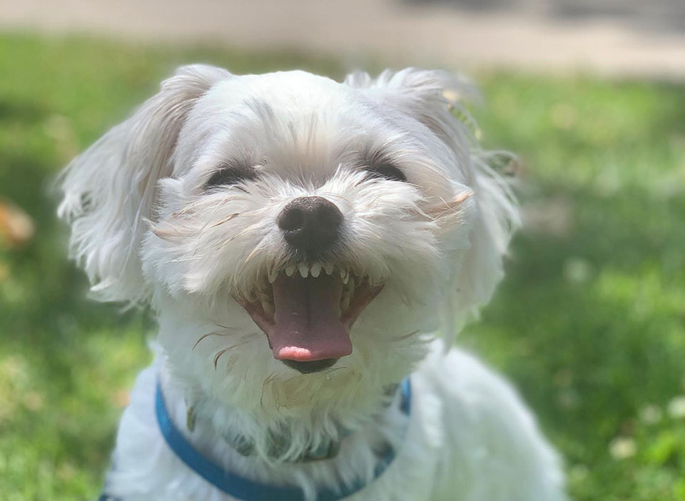 Small white dog smiling at camera running through the grass
