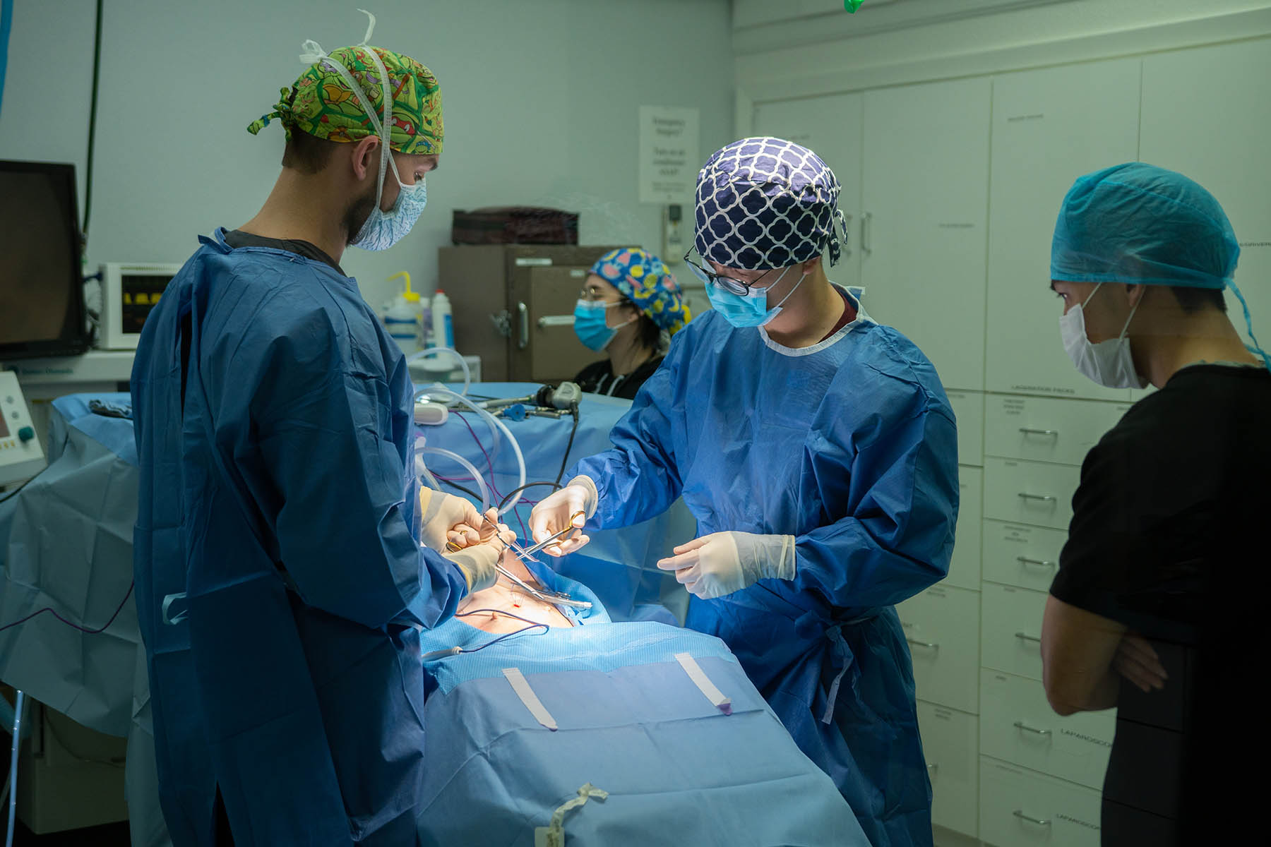 Surgery team performing a procedure on an animal under anesthetic
