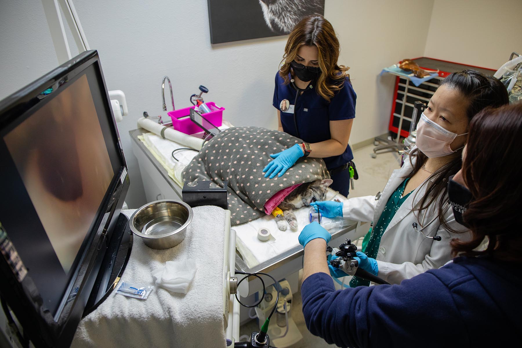 Three Ironhorse staff members performing a procedure on a gray and