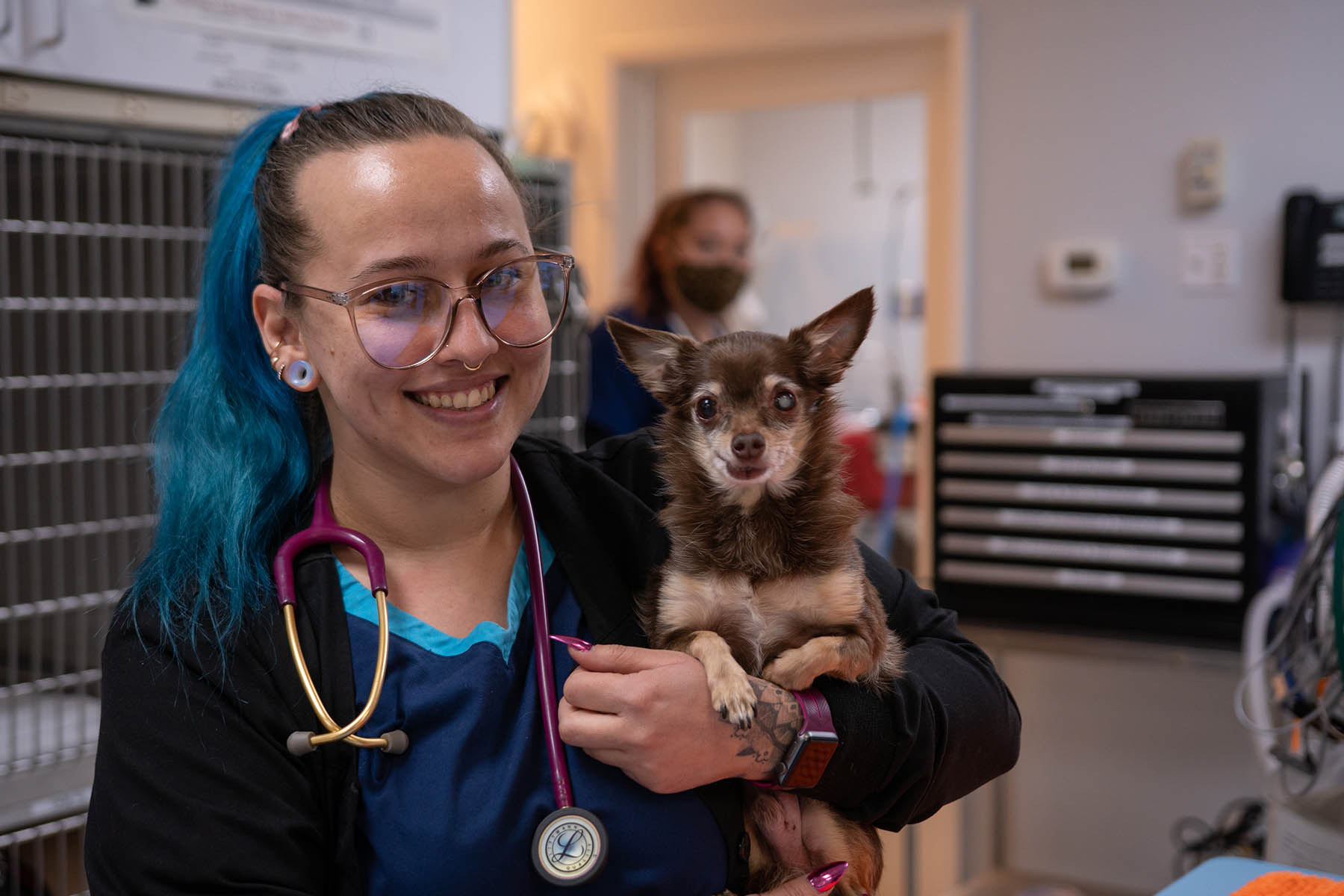 A member of the Ironhorse team wearing black and blue scrubs, smiling and holding a small long hair chihuahua