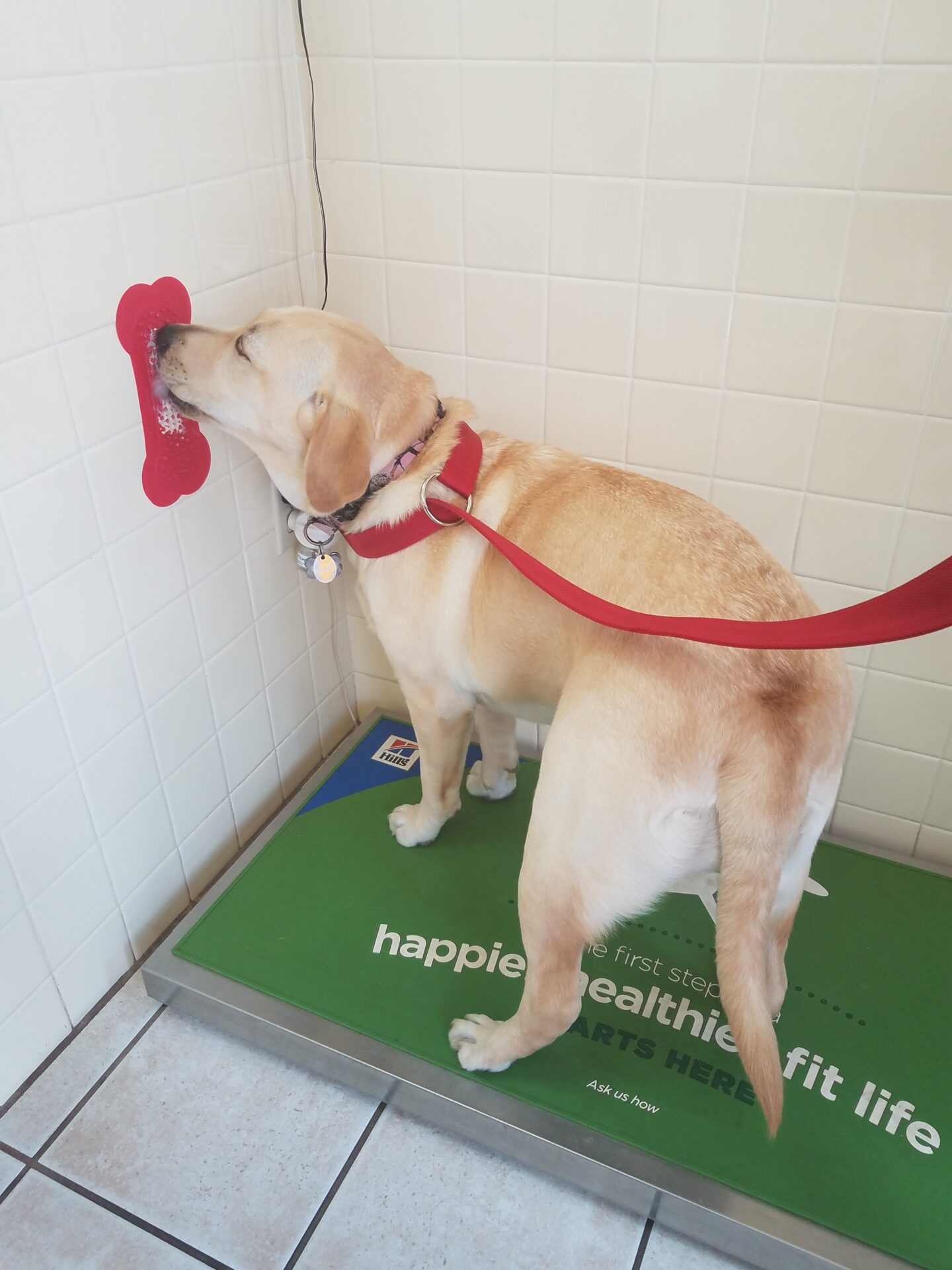 Tan dog licking a treat sticker on the wall so they are positioned on a scale to get an accurate reading of their weight